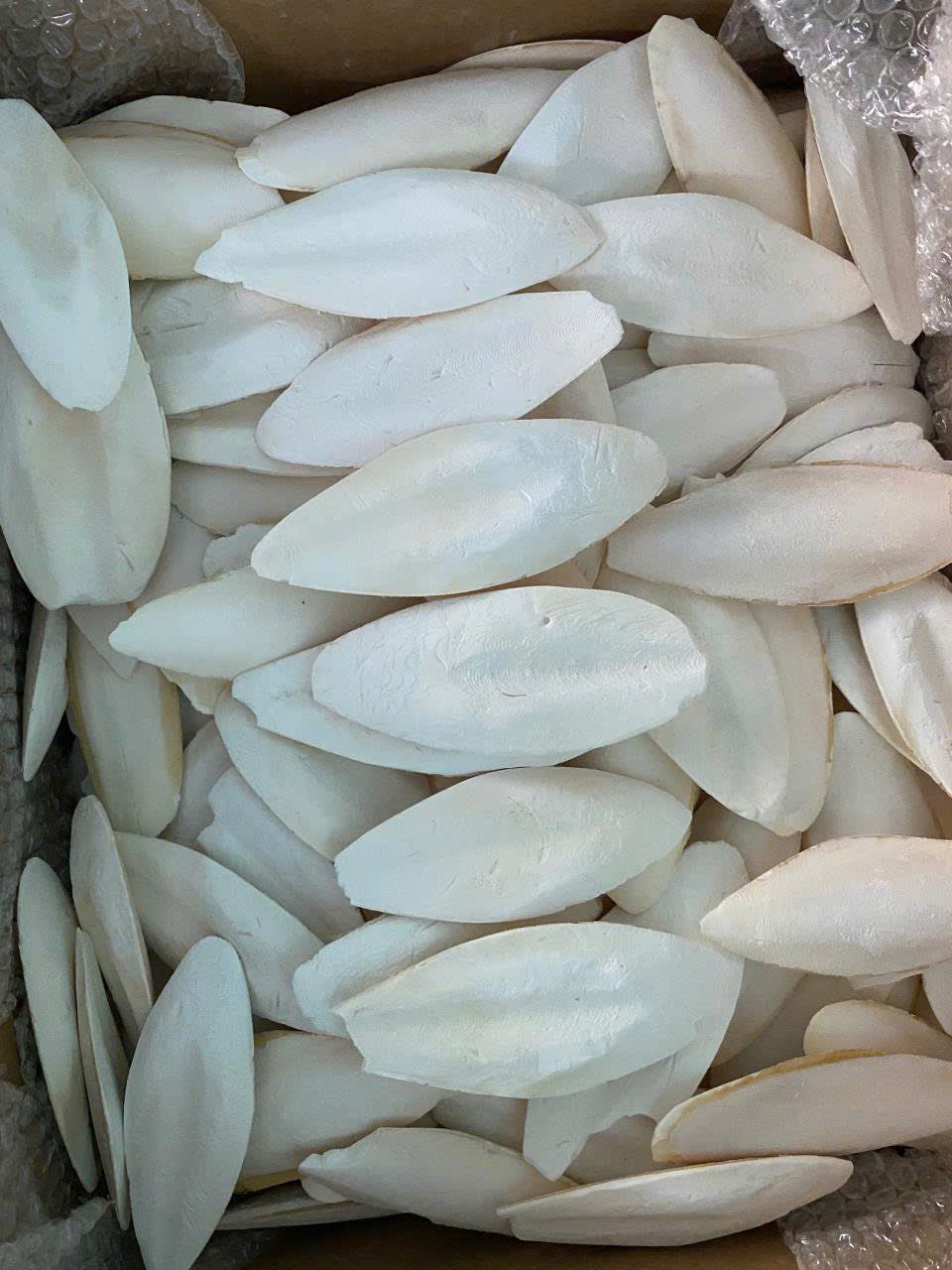 Cuttlefish Bone