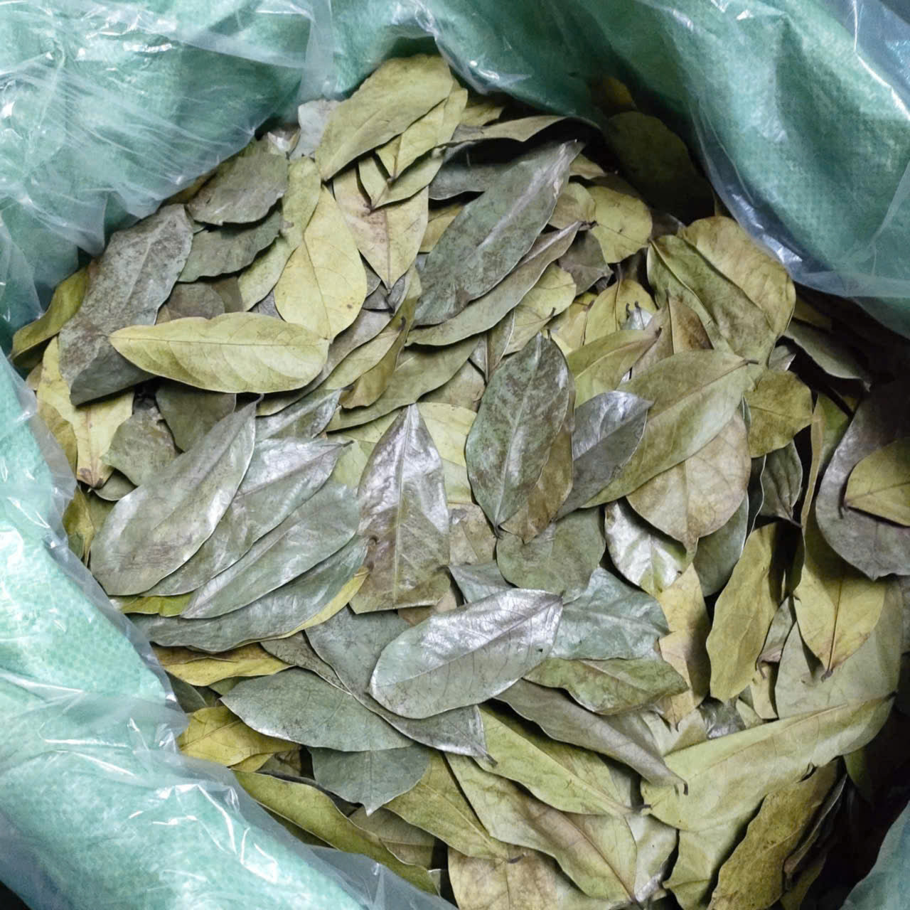 Soursop Leaves