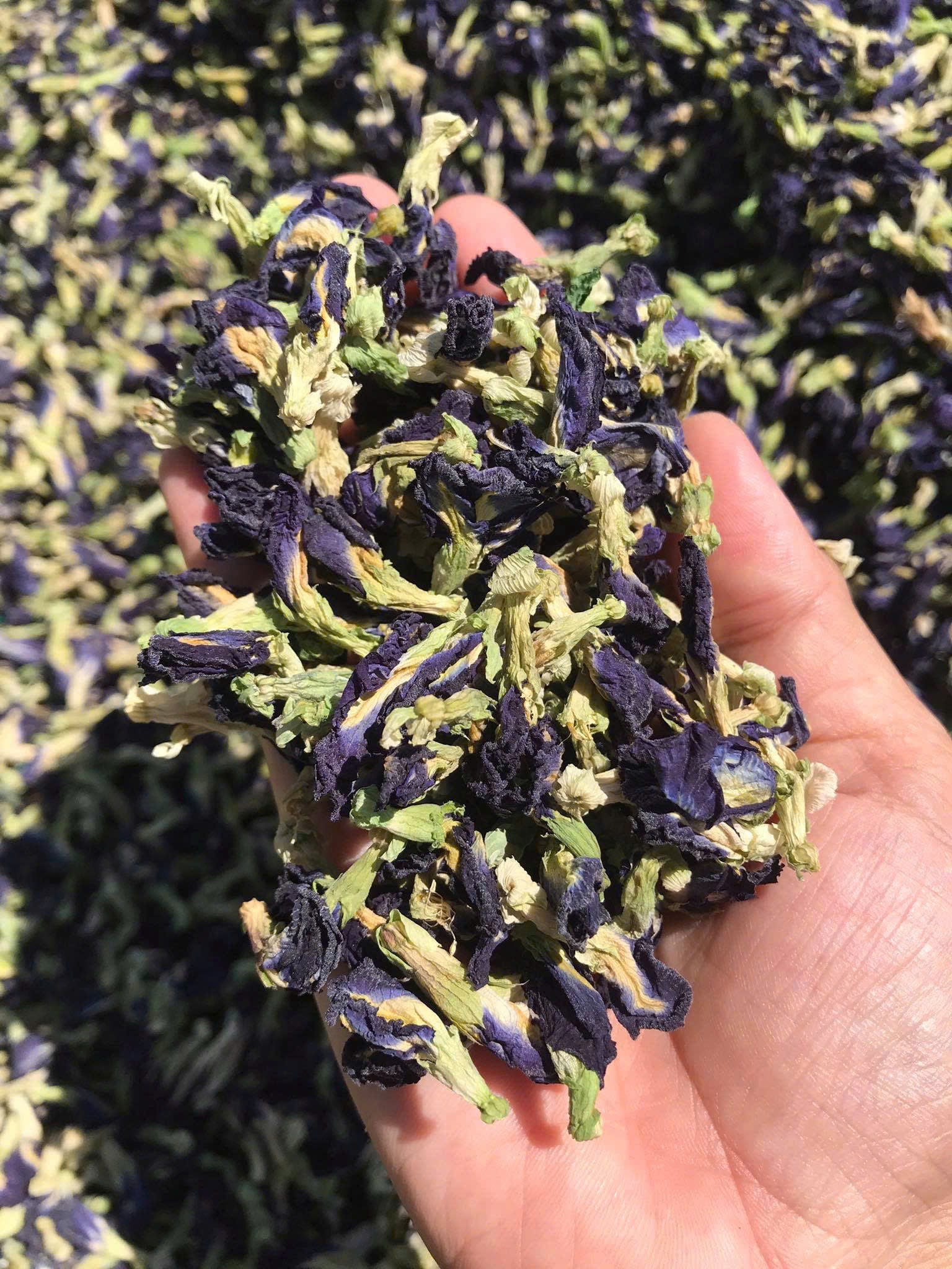 Butterfly Pea Flower