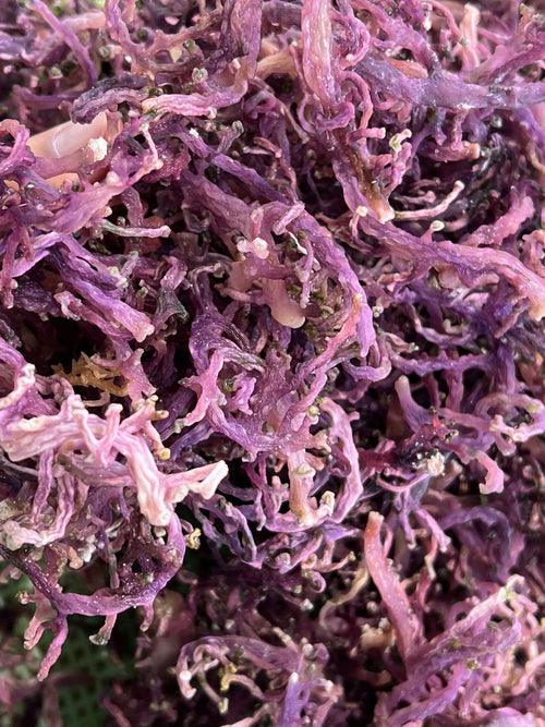 Dried Gold/ Purple Sea Moss