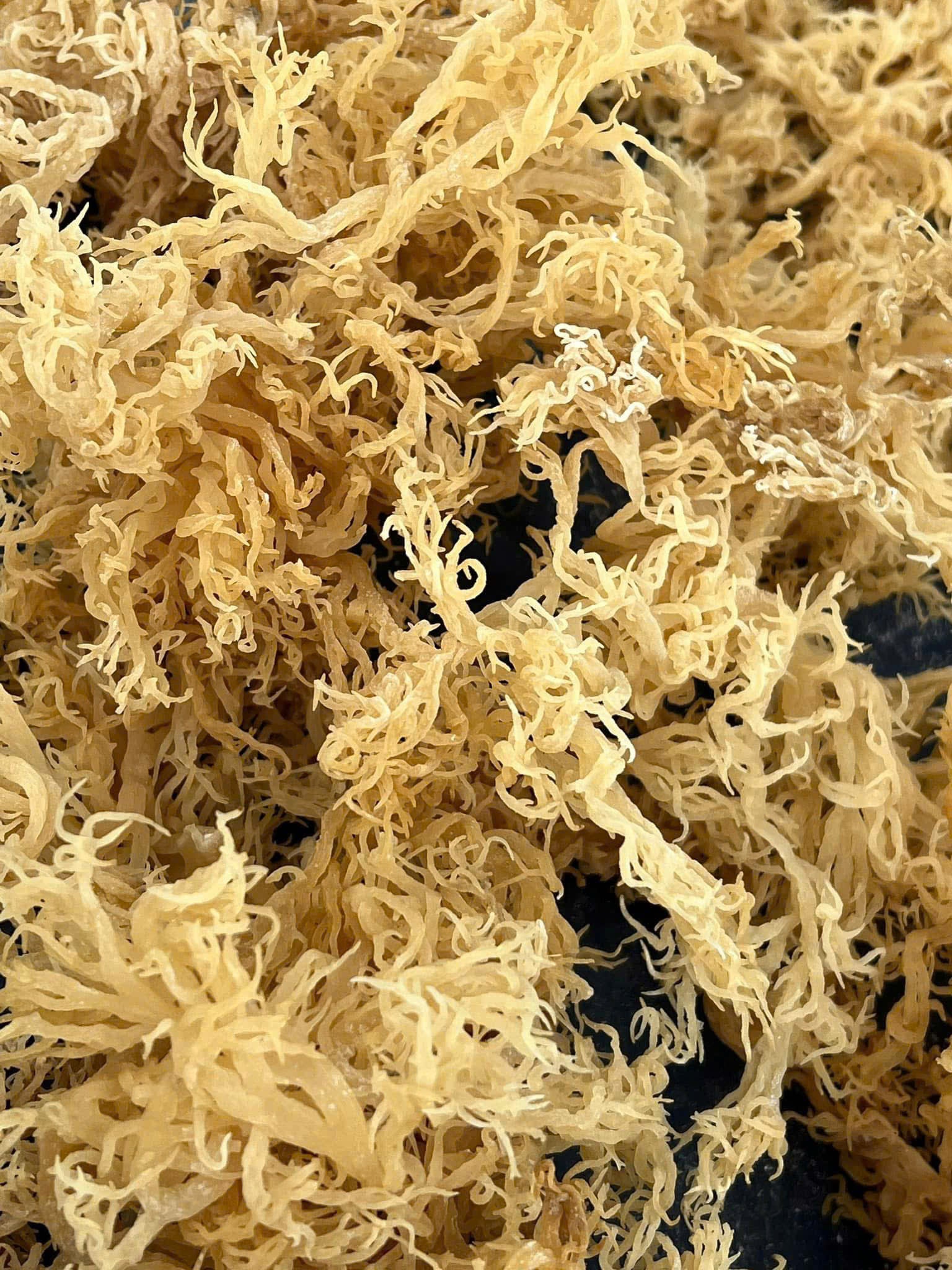 Dried Gold/ Purple Sea Moss