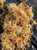 Dried Gold/ Purple Sea Moss