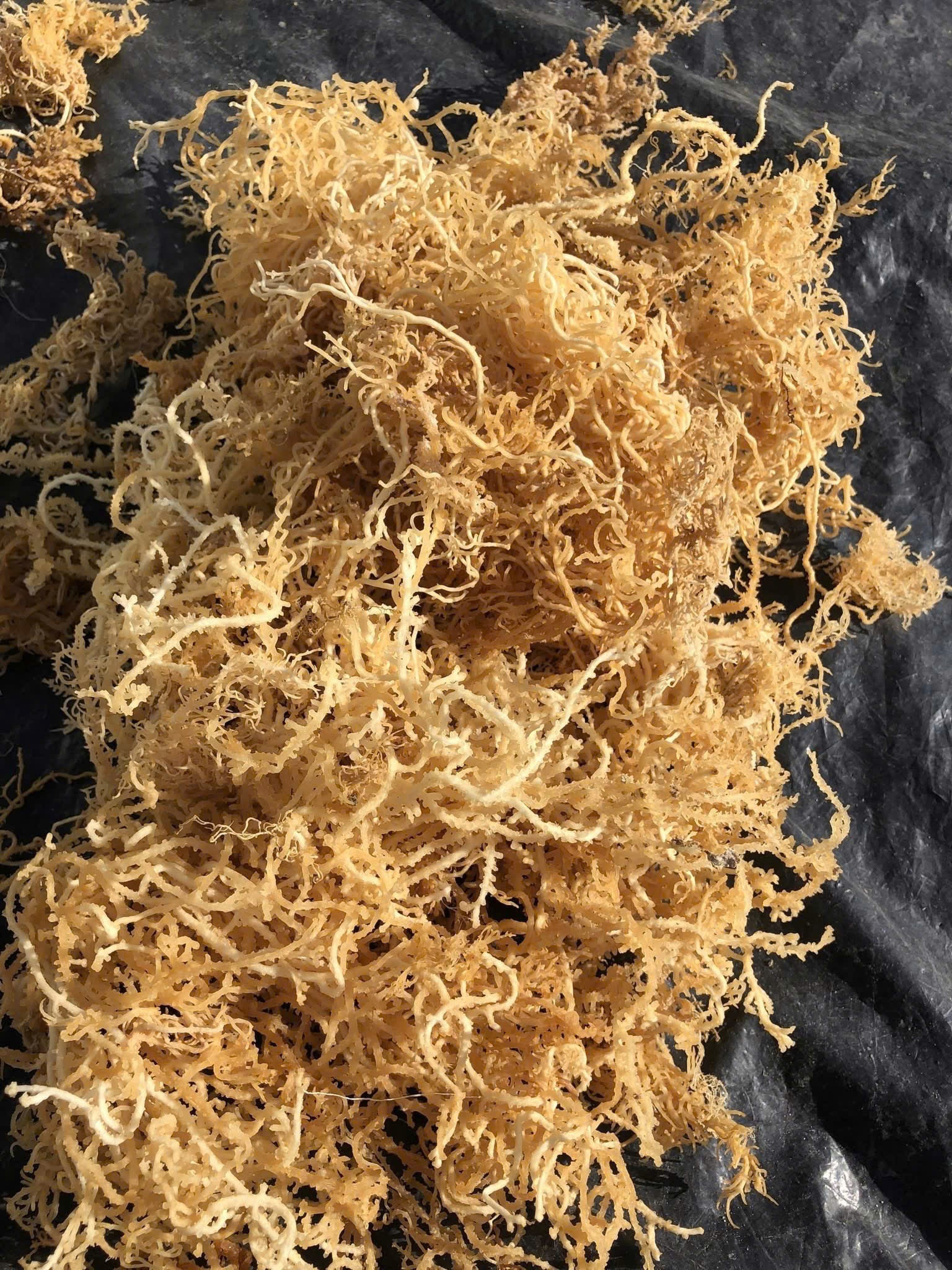 Dried Gold/ Purple Sea Moss