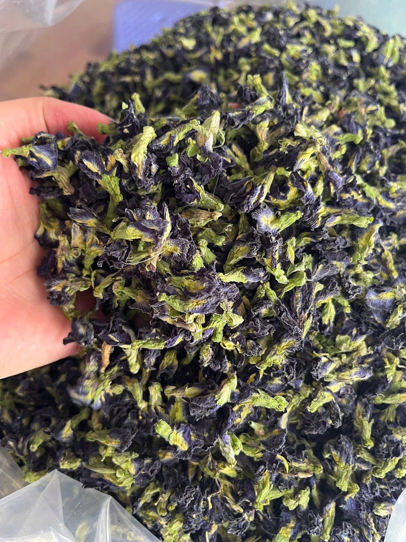 Butterfly Pea Flower