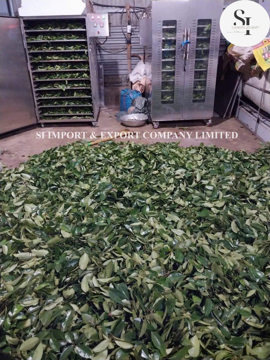 Soursop Leaves