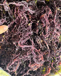 Dried Sea Moss Purple
