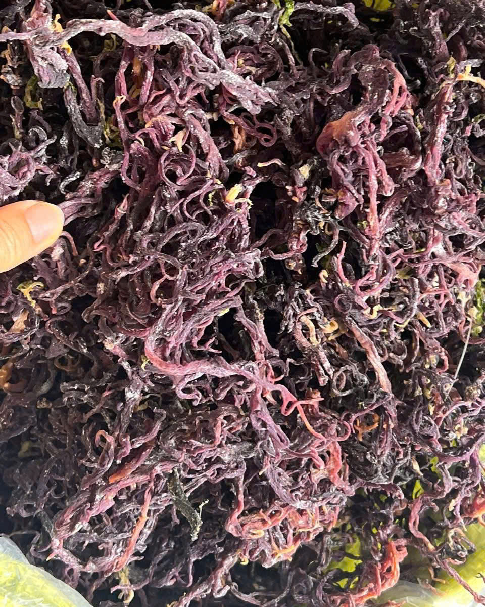 Dried Sea Moss Purple