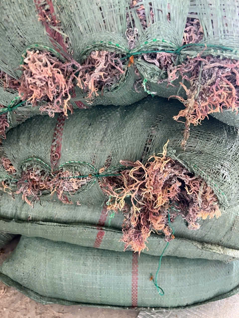 Dried Sea Moss Purple