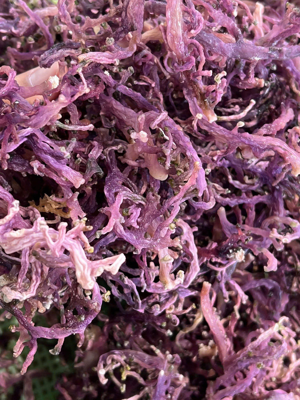 Dried Sea Moss Purple