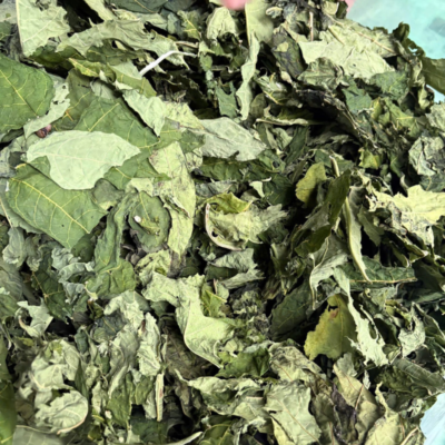 Dried Papaya Leaves