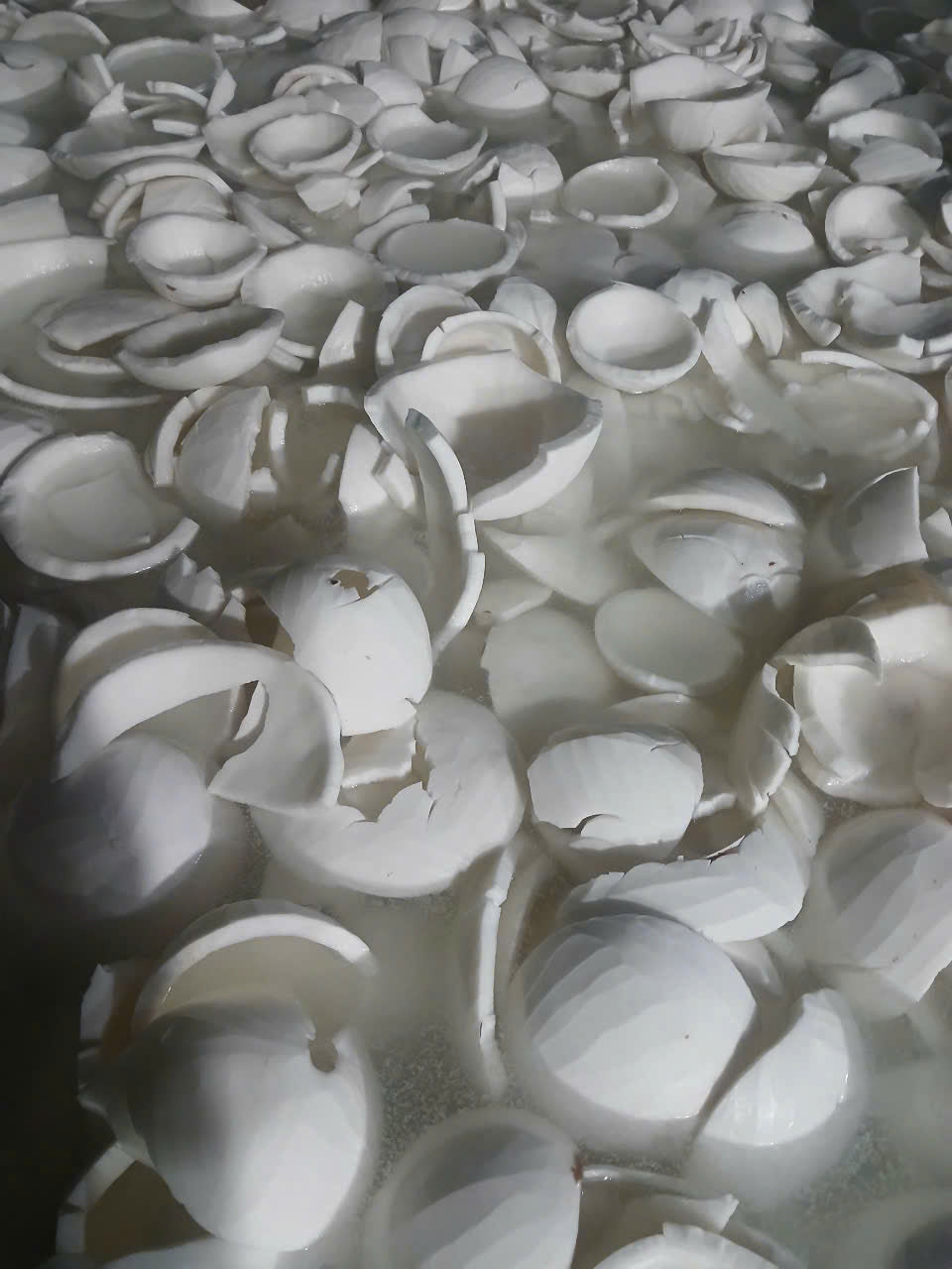 Frozen Coconut Meat