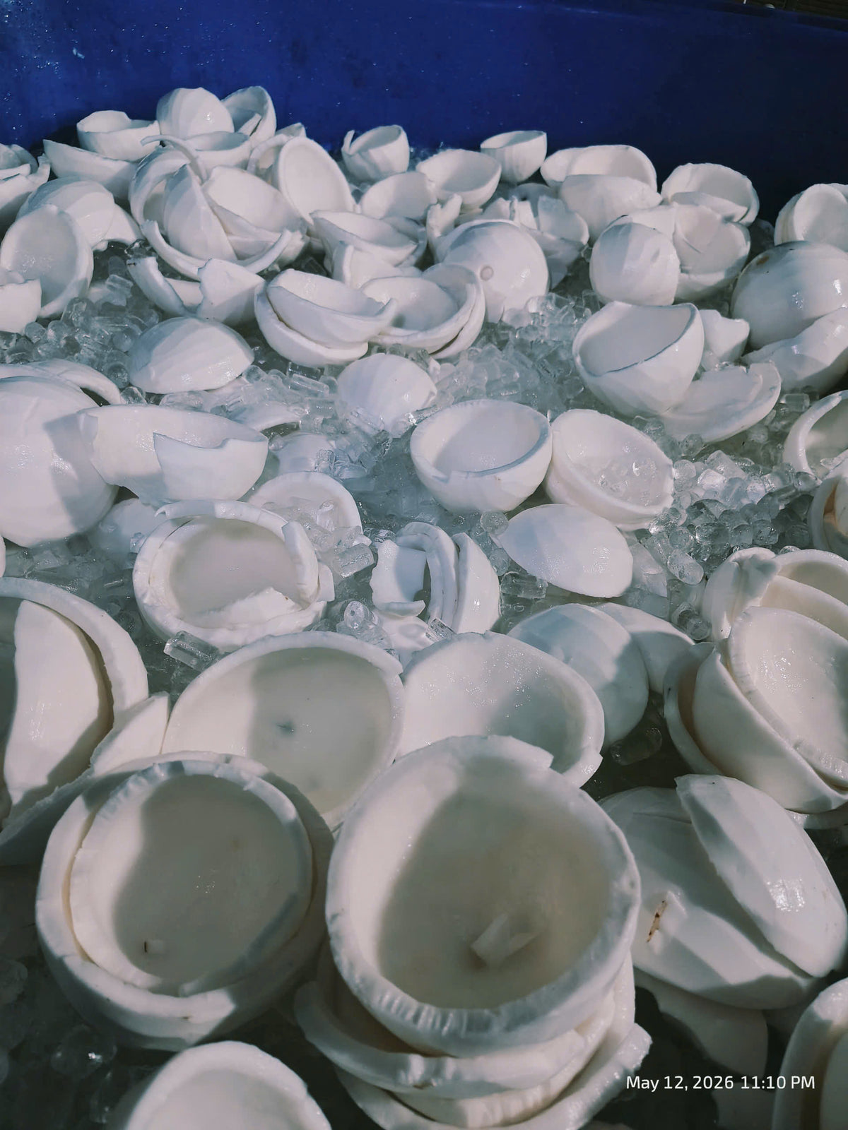 Frozen Coconut Meat