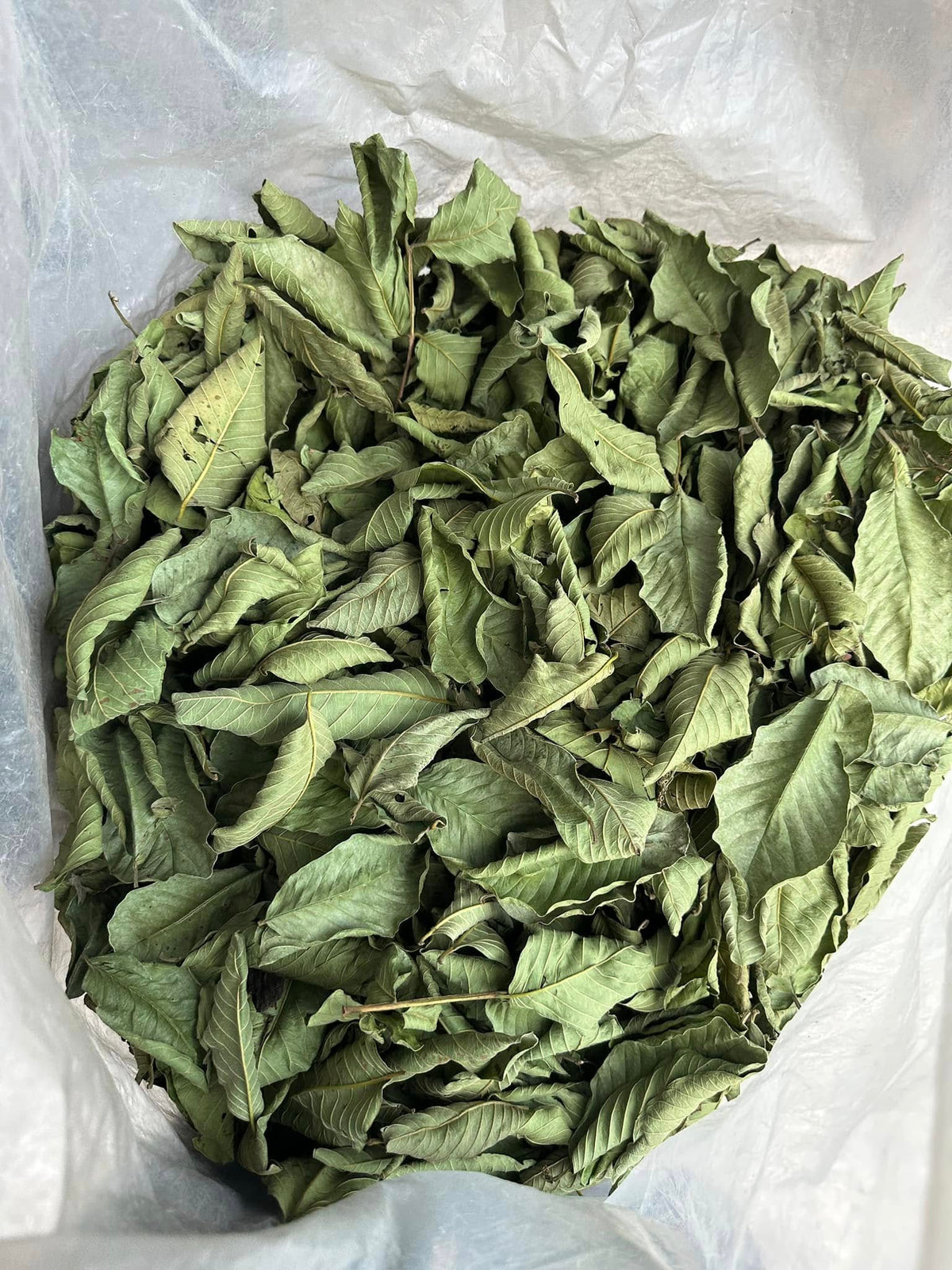 Guava Leaves