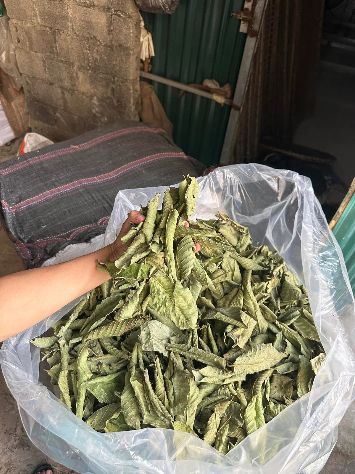 Guava Leaves