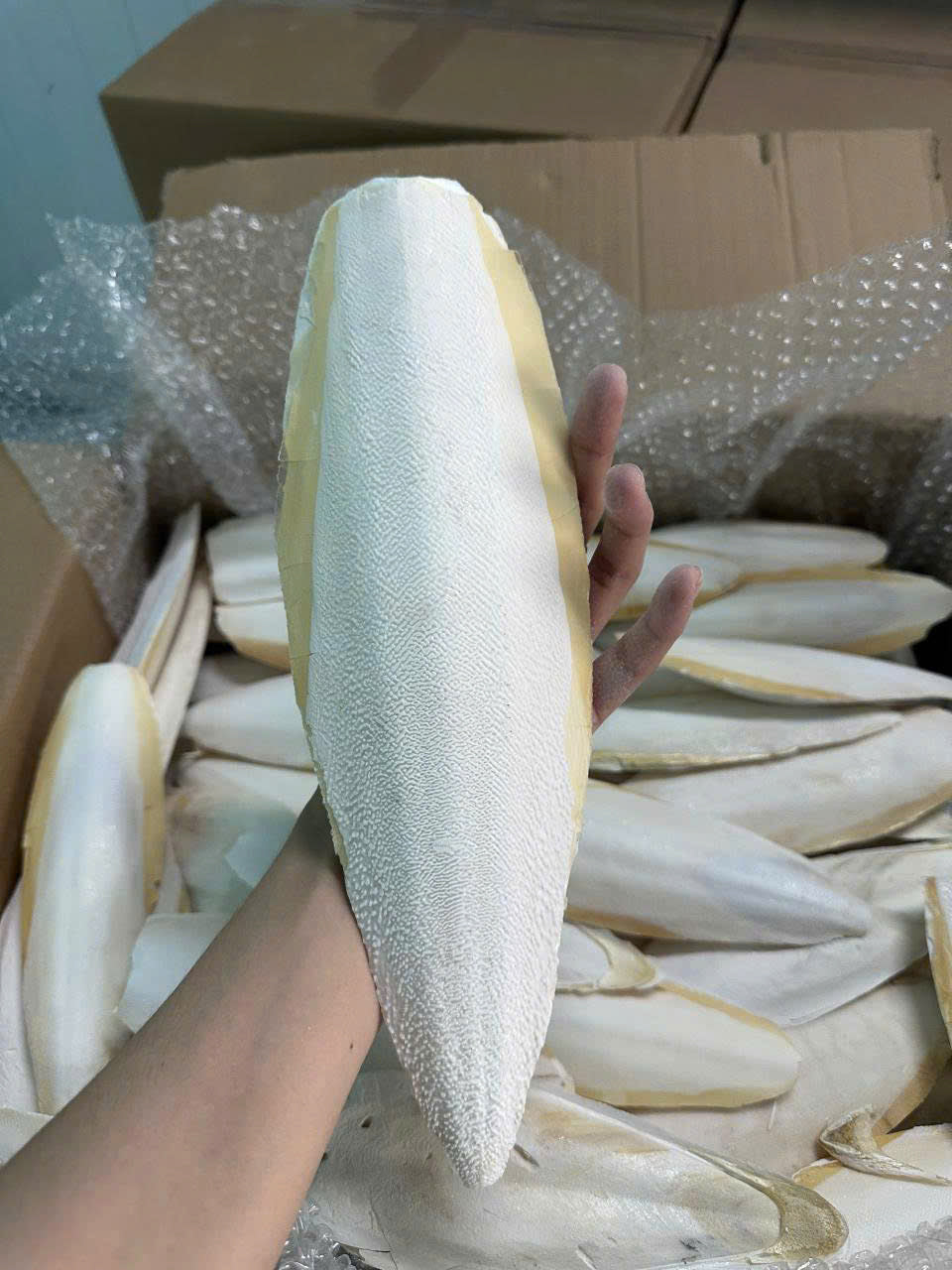 Cuttlefish Bone