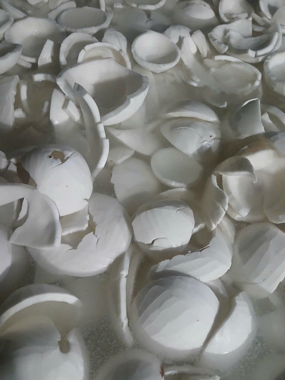 Frozen Coconut Meat